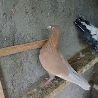 کبوتر|پرنده|قم, شهرک توانیر|دیوار