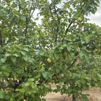 فروش زمین، باغ و باغچه در دشت ارژن شیراز