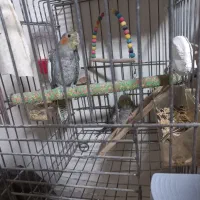 جفت مولد با تخم|پرنده|اصفهان, آبشار|دیوار