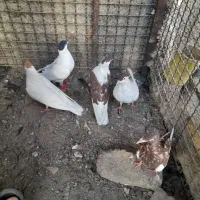 کفتر افغانی|پرنده|تهران, شهرک ابوذر|دیوار