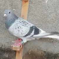 سینه سیاه کله جوجه سبز آلمانی