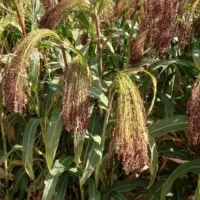 تخم جارو قرمز قرمز دارم و خود جارو