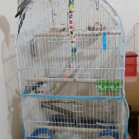 یک جفت عروس هلندی مولد و 2تا جوجه|پرنده|رباطکریم, رباطکریم|دیوار