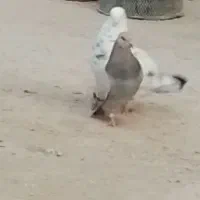 کفتر مست نر|پرنده|قم, شهرک امام حسین|دیوار