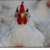 نیازمند کارگر مرغداری گوشتی