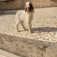 بره نر گاو گاومیش بز قوچ بز
