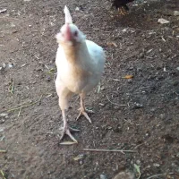 مرغ گلین نیمچه و لاری گلین