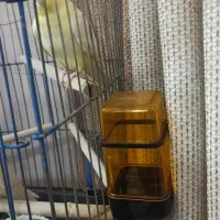 عروس هلندی سخنگو(۱۰کلمه)همراه با قفس و لوازم|پرنده|گلستان (تهران), |دیوار