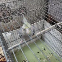 عروس هلندی|پرنده|قم, نخودی|دیوار