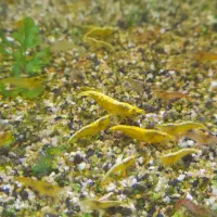 حراج شریمپ یا میگو|ماهی|دوگنبدان, |دیوار