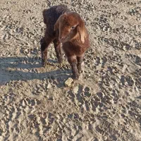 یع بره شیری