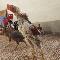 حیوانات مزرعه ت خ م مرغ  لا ری
