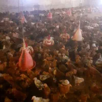 فروش مرغ محلی تخم گذار نژاد گلپایگانی|حیوانات مزرعه|گرگان, |دیوار