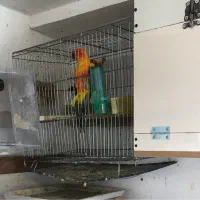 طوطی خورشیدی سانکانور خالص۱۰جفت|پرنده|تبریز, |دیوار