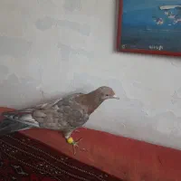 کفتر