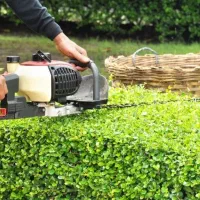 هرس درختان  وآرایش شمشاد