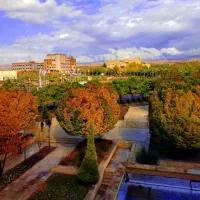 جو ایرانی دامی