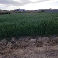 اجاره 90 جریب کشت دیم کاری مزرعه دستنا شلمزار