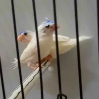 فنچ بنگالی سفید