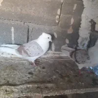 خوشونه|پرنده|چگنی, |دیوار