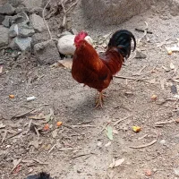 خروس لری ریشو