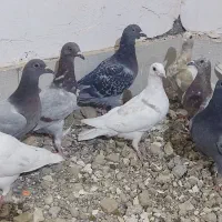 ۱۷عددکفتر