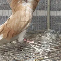 کبوتر زینتی تزئینی شامپیون