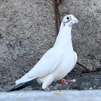 نر دم سبز درجه یک