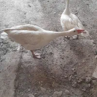 غاز