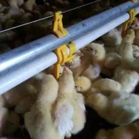 خواهان دو خانواده کارگر مرغداری