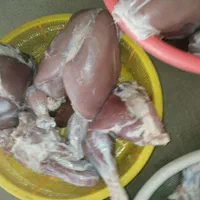 تنظیم بازار بوقلمون زنده|حیوانات مزرعه|بیرجند, |دیوار