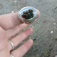 انگشتر شجر نقره