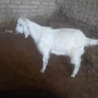 بزغاله سانن