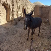 خر ماده گله ای