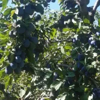 آلو خرمایی شابلونی