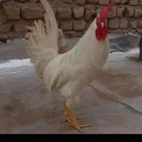 خروس گمشده|حیوانات|قم, شهدا|دیوار