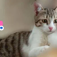 واگزازی گربه خانگی