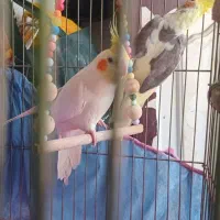 دوعدد عروس هلندی    نره ماده