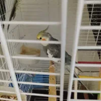 فروش یا معاوضه