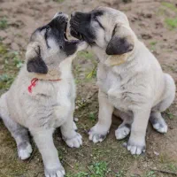 فروش توله های کانگال مالاکلی ضمانت دار