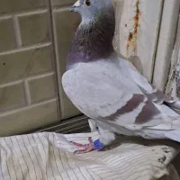 پلاکی نر سخریج