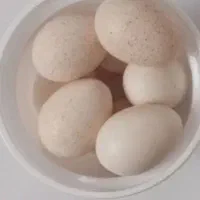 تخم بوقلمون