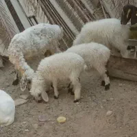 گوسفند میش