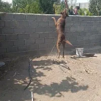 سگ عراقی