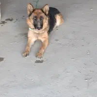 سگ ژرمن آموزش دیده