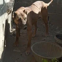 سگ سرابی نرقیمت۷میلیون وپانصد