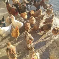 مرغ و خروس