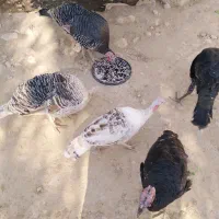 بوقلمون|حیوانات مزرعه|جره و بالاده, |دیوار