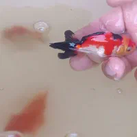 گلد فیش سایز|ماهی|ارومیه, |دیوار