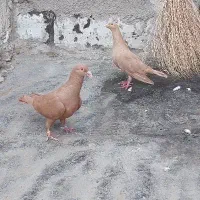 کبوتر ۳ عدد|پرنده|خسروشاه, |دیوار